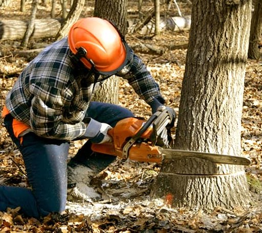 Tree Removal in Newark, TX